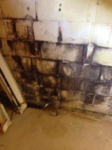 Mold Growth In A Garage